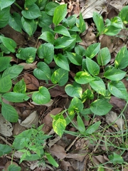 Epipremnum aureum