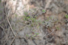 Coprosma propinqua