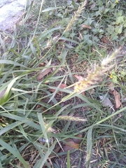 Setaria scheelei