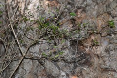 Coprosma propinqua