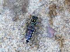 Stictia