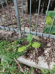 Alocasia macrorrhizos