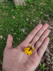 Peltophorum pterocarpum