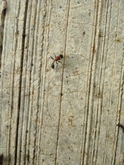 Tetraponera rufonigra