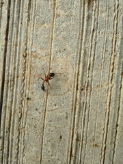 Tetraponera rufonigra