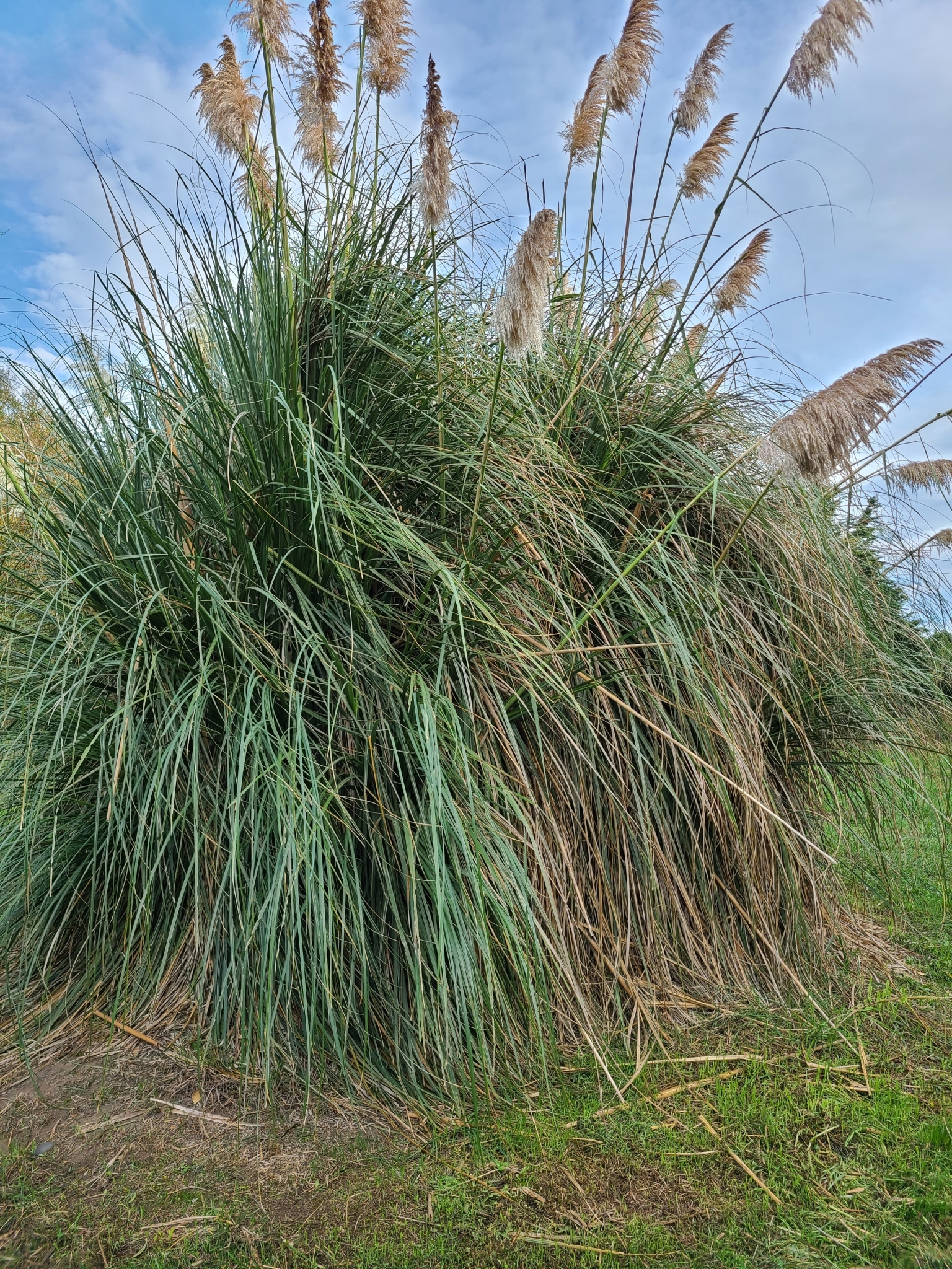(c) Tyler McBeth, aucun droit réservé (CC0) https://www.inaturalist.org/observations/77812173