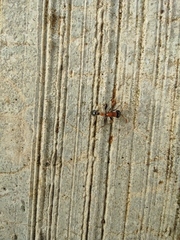 Tetraponera rufonigra