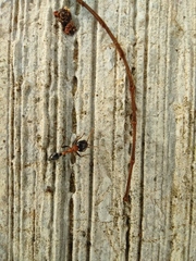 Tetraponera rufonigra