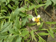 Tridax procumbens