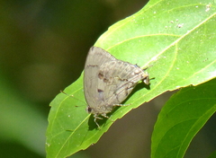 Paiwarria umbratus