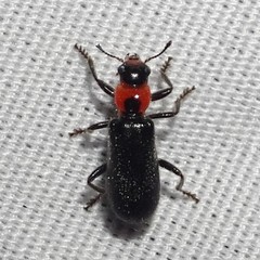 Placopterus thoracicus