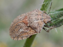 Eurygaster shoshone