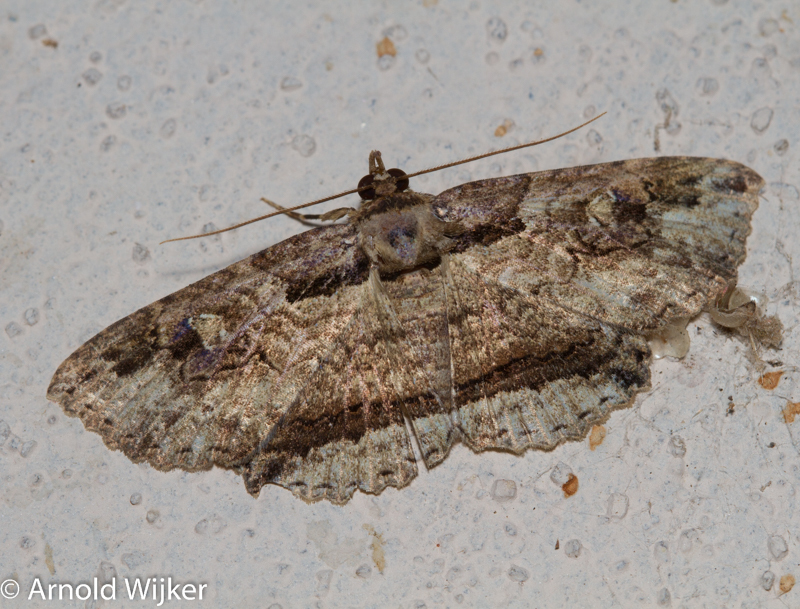 Peteroma zaleodes