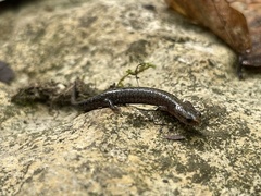 Plethodon dorsalis