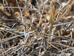 Leiopodus singularis