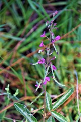 Desmodium incanum image