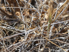 Leiopodus singularis