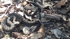 Crotalus intermedius