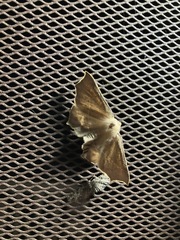 Tetracis cervinaria