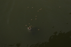 Colossoma macropomum