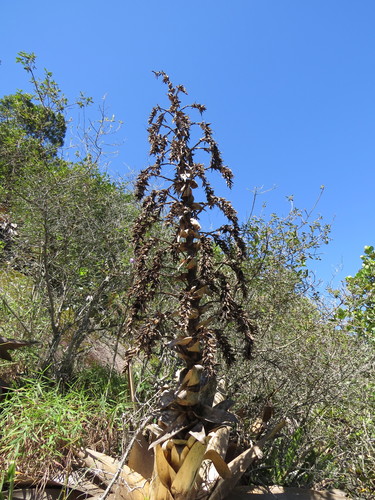 Image of Alcantarea imperialis by (c) Victor Farjalla Pontes, some rights reserved (CC BY)