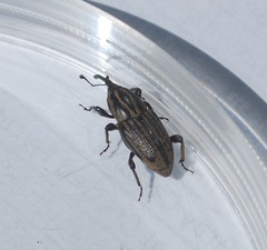 Sphenophorus australis
