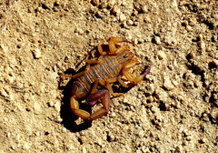 Centruroides elegans