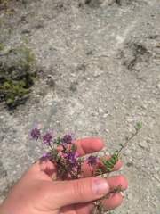 Thymus mastigophorus