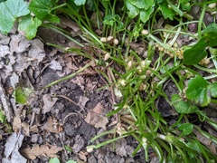 Ficaria verna bulbilifera