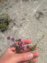 Thymus mastigophorus