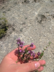 Thymus mastigophorus