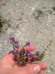 Thymus mastigophorus