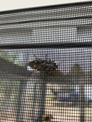 Chalcophora virginiensis