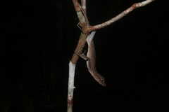 Anolis trachyderma