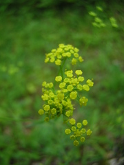 Bupleurum falcatum