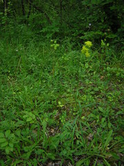Bupleurum falcatum