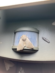 Perigonica pectinata