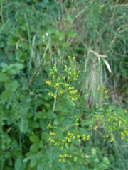 Bupleurum falcatum