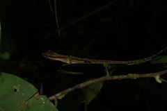Anolis trachyderma