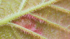 Neuroterus fugiens