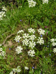 Conopodium majus