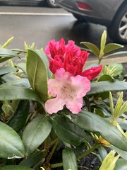 Rhododendron × hybridum