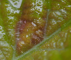 Neuroterus fugiens