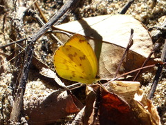 Pyrisitia dina westwoodi