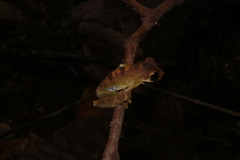 Heyer's Spiny-Backed Frog photo 4