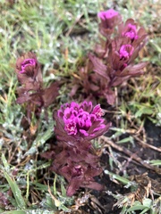 Castilleja ambigua humboldtiensis