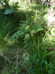 Selinum pyrenaeum