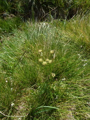 Selinum pyrenaeum
