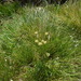 Angelica pyrenaea - Photo (c) aroche, algunos derechos reservados (CC BY), subido por aroche