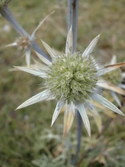 Eryngium bourgatii